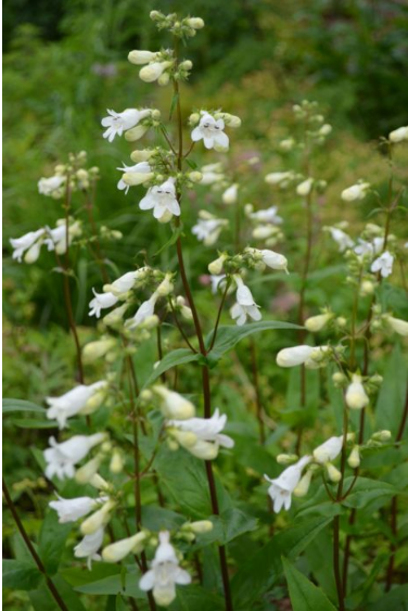 Beardtongue - Foxglove (Penstemon digitalis)